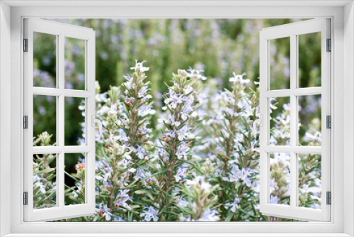 Fototapeta Naklejka Na Ścianę Okno 3D -  Rosemary in full bloom
