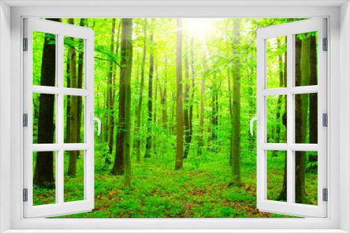 Fototapeta Naklejka Na Ścianę Okno 3D -  sunlight forest