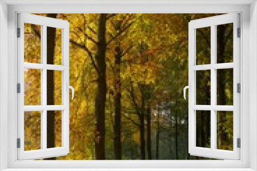 Fototapeta Naklejka Na Ścianę Okno 3D - ochtenlicht op bomenrij in herfst