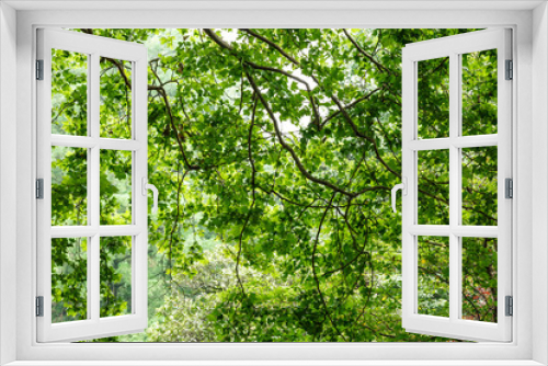 Fototapeta Naklejka Na Ścianę Okno 3D - green tree leaves natural background in the summer
