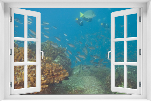 Fototapeta Naklejka Na Ścianę Okno 3D - Fish at coral reef at Cabo San Lucas, Mexico