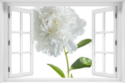 Fototapeta Naklejka Na Ścianę Okno 3D - White Peony Flower