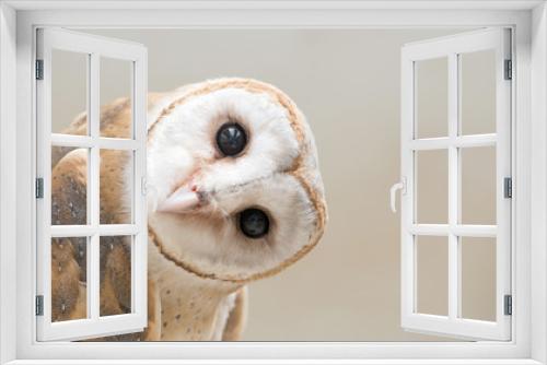 Fototapeta Naklejka Na Ścianę Okno 3D - common barn owl ( Tyto albahead ) close up
