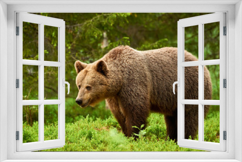 Fototapeta Naklejka Na Ścianę Okno 3D - Female brown bear