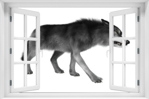 Fototapeta Naklejka Na Ścianę Okno 3D - Wild Wolf on White