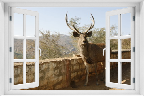 Fototapeta Naklejka Na Ścianę Okno 3D - Cervo in libertà nel Keoladeo Ghana National Park