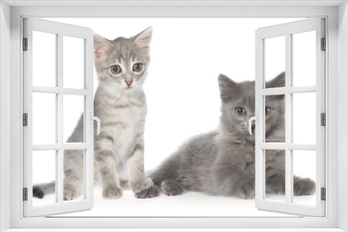 Fototapeta Naklejka Na Ścianę Okno 3D - British shorthair tabby kitten and gray kitten sitting