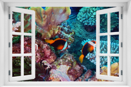 Fototapeta Naklejka Na Ścianę Okno 3D - Black anemone fishes