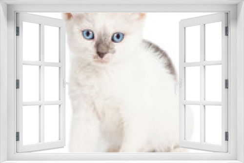Fototapeta Naklejka Na Ścianę Okno 3D - Cute White Kitten Sitting Looking Forward