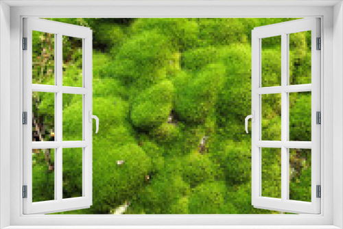 Fototapeta Naklejka Na Ścianę Okno 3D - moss
