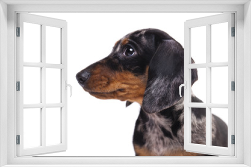 Fototapeta Naklejka Na Ścianę Okno 3D - Portrait Dachshund puppy merle