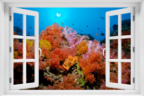 Fototapeta Naklejka Na Ścianę Okno 3D - CORAL GARDEN / Soft corals are tone of the most colorful colonies on the sea, you can spot many varieties on Maldives 