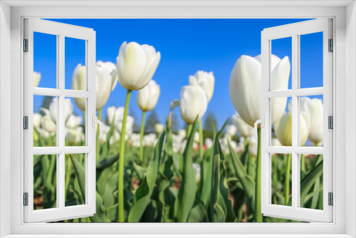 Fototapeta Naklejka Na Ścianę Okno 3D - White tulips with the blue sky