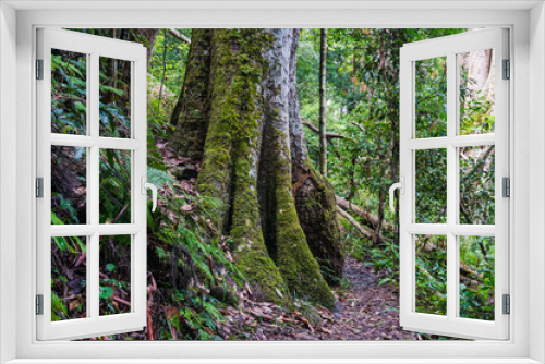 Fototapeta Naklejka Na Ścianę Okno 3D - Rainforest path. Hiking in tropical rain forest