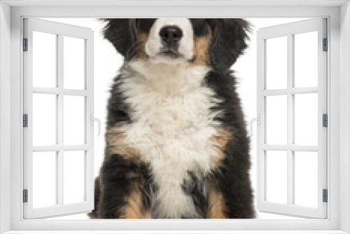 Fototapeta Naklejka Na Ścianę Okno 3D - Bernese Mountain Dog puppy sitting
