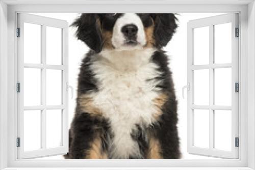 Fototapeta Naklejka Na Ścianę Okno 3D - Bernese Mountain Dog puppy sitting