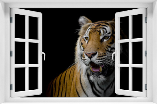 Fototapeta Naklejka Na Ścianę Okno 3D - close up face tiger isolated on black background