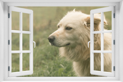 Fototapeta Naklejka Na Ścianę Okno 3D - White Shepherd Dog