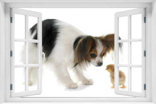 Fototapeta Naklejka Na Ścianę Okno 3D - papillon dog ancd chicks
