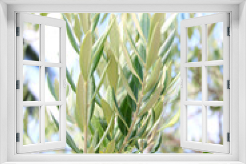 Fototapeta Naklejka Na Ścianę Okno 3D - Olives on olive tree branch