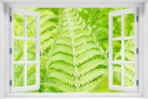 Fototapeta Naklejka Na Ścianę Okno 3D - bright green  fern leaves