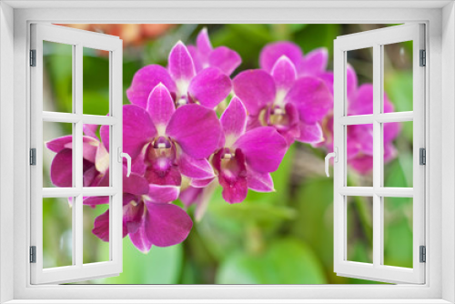 Fototapeta Naklejka Na Ścianę Okno 3D - Beautiful purple orchid