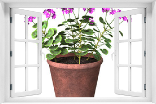 Fototapeta Naklejka Na Ścianę Okno 3D - Purple Geranium Pot on White