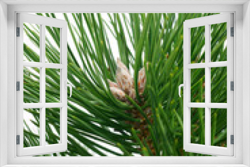 Fototapeta Naklejka Na Ścianę Okno 3D - Spring pine buds - Pinus nigra Nana