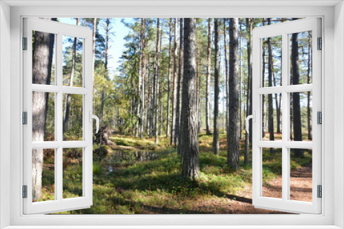 Fototapeta Naklejka Na Ścianę Okno 3D - Moorlandschaft