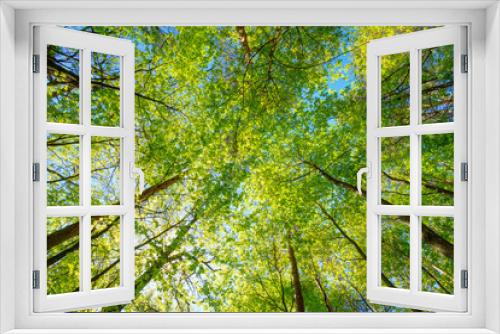 Fototapeta Naklejka Na Ścianę Okno 3D - Spring Sun Shining Through Canopy Of Tall Trees Woods. Sunlight 