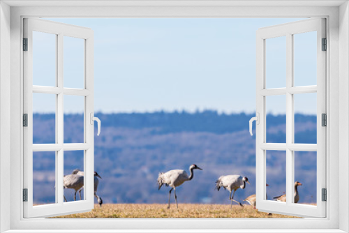 Fototapeta Naklejka Na Ścianę Okno 3D - Cranes with greylag geese on the field