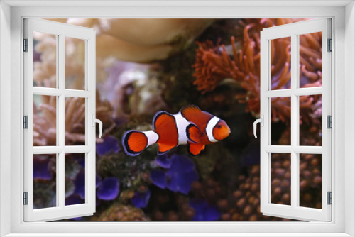 Fototapeta Naklejka Na Ścianę Okno 3D - clownfisch