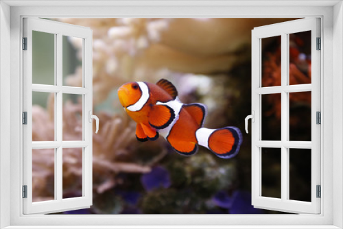 Fototapeta Naklejka Na Ścianę Okno 3D - clownfisch