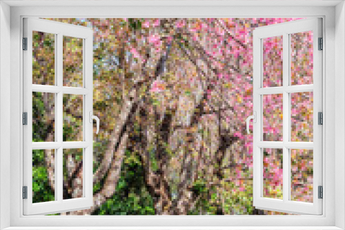 Fototapeta Naklejka Na Ścianę Okno 3D - Beautiful cherry blossom trees, Chiang Mai, Northern of Thailand