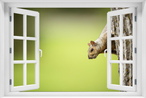 Fototapeta Naklejka Na Ścianę Okno 3D - Eastern Grey Squirrel (Sciurus carolinensis)
