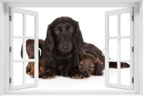 Fototapeta Naklejka Na Ścianę Okno 3D - black dachshund dog with two puppies