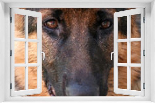 Fototapeta Naklejka Na Ścianę Okno 3D - German shepherd dog looking directly to camera