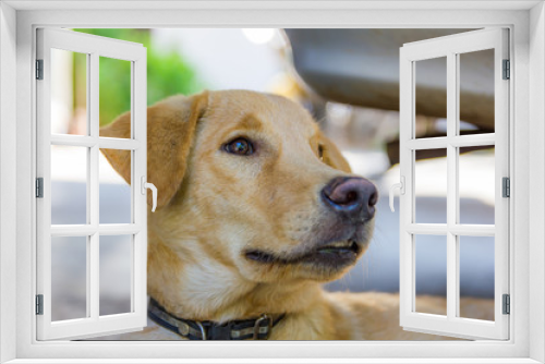 Fototapeta Naklejka Na Ścianę Okno 3D - head Labrador retriever