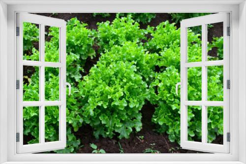 Fototapeta Naklejka Na Ścianę Okno 3D - Green salad organic hydroponic farm
