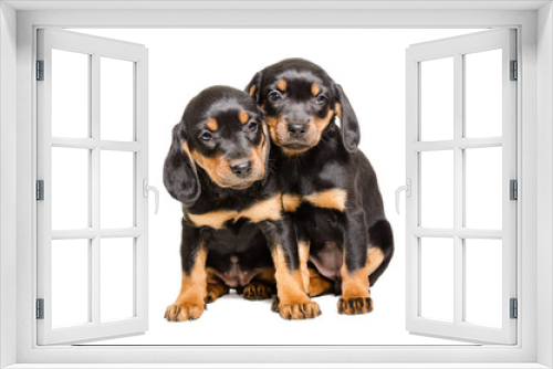 Fototapeta Naklejka Na Ścianę Okno 3D - Two puppy breed Slovakian Hound