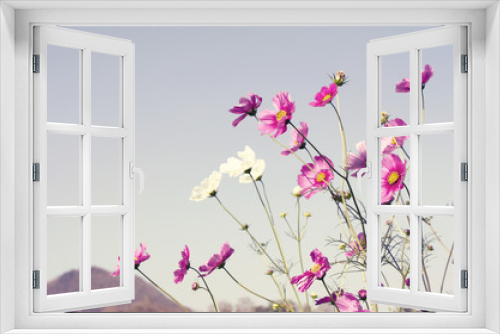 Fototapeta Naklejka Na Ścianę Okno 3D - Cosmos flowers blooming in the garden fairy color tone