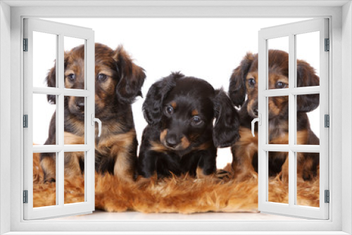 Fototapeta Naklejka Na Ścianę Okno 3D - three adorable dachshund puppies