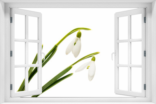 Fototapeta Naklejka Na Ścianę Okno 3D - beautiful snowdrop flower