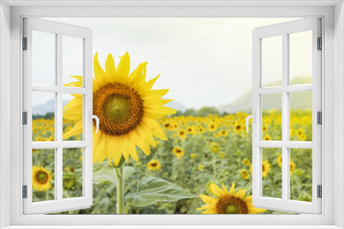 Fototapeta Naklejka Na Ścianę Okno 3D - Sunflower field