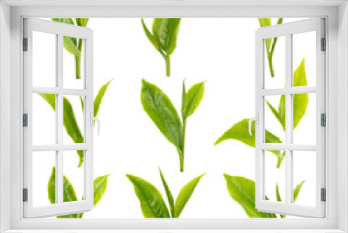 Fototapeta Naklejka Na Ścianę Okno 3D - green tea leaf isolated on white background