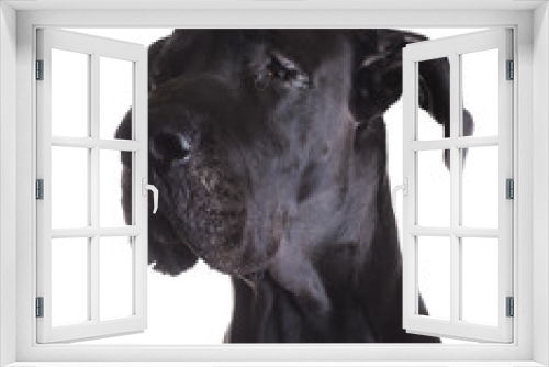 Fototapeta Naklejka Na Ścianę Okno 3D - Crying dog