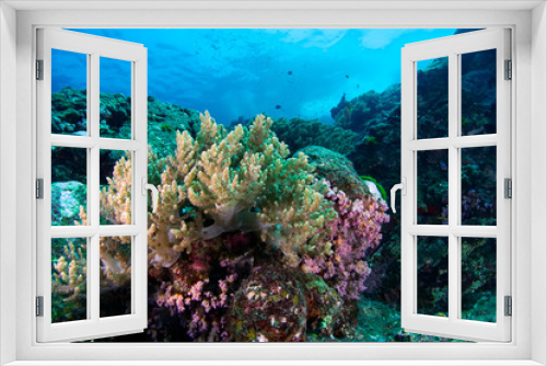 Fototapeta Naklejka Na Ścianę Okno 3D - Beautiful reefscape of Similan islands.Thailand.