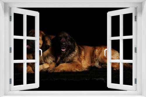 Fototapeta Naklejka Na Ścianę Okno 3D - Leonberg en studio sur fond noir