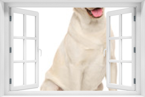 Fototapeta Naklejka Na Ścianę Okno 3D - Labrador retriever dog