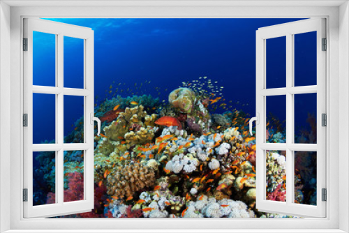 Fototapeta Naklejka Na Ścianę Okno 3D - Coral reef and fishes in the Red Sea, Egypt.